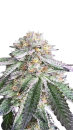 Cherry Pie x Super Boof